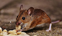 24 Hour & Emergency Exterminators in Hitchcock, SD